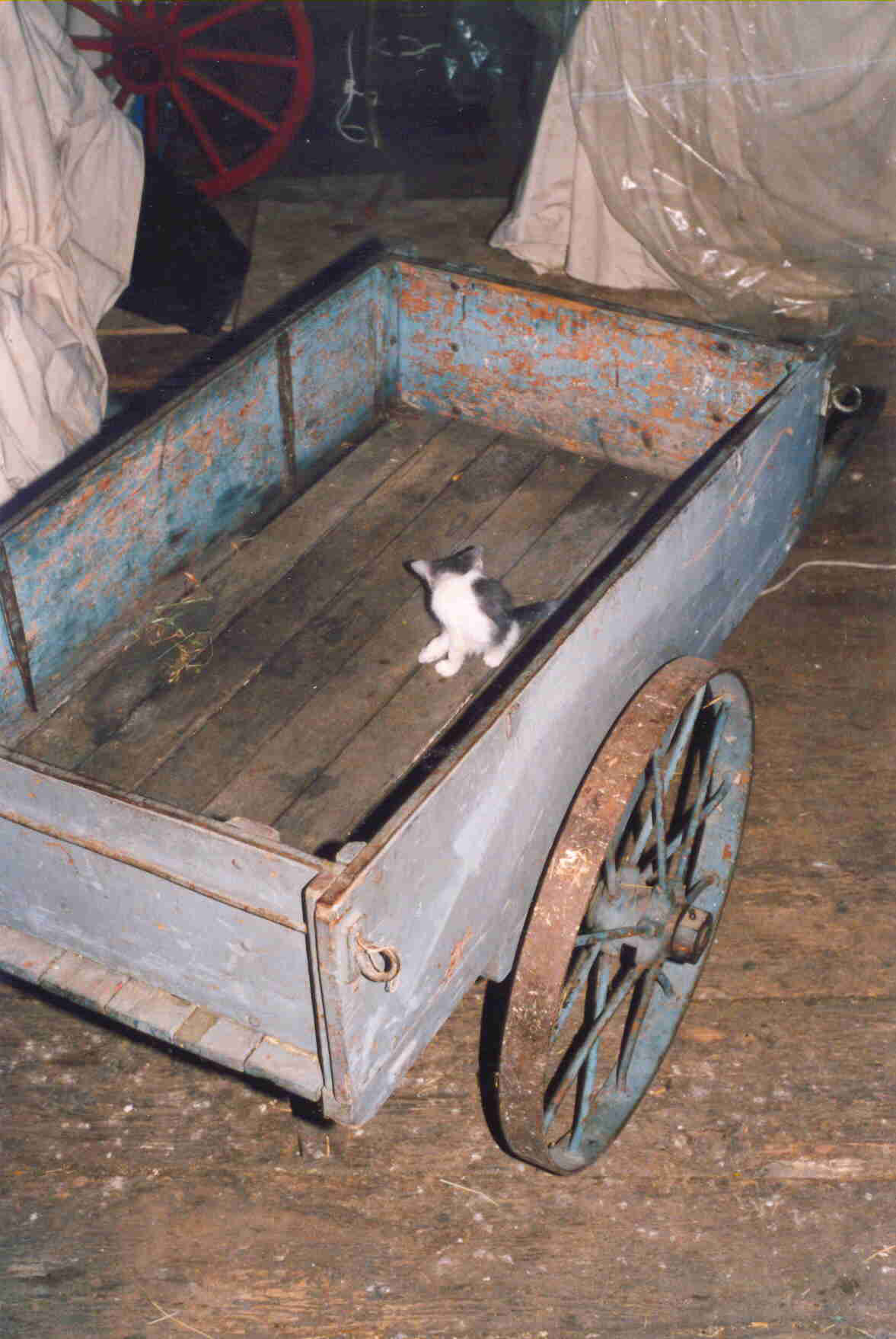 kitten in cart